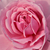 Roze - Floribunda roos - Fluffy Ruffles